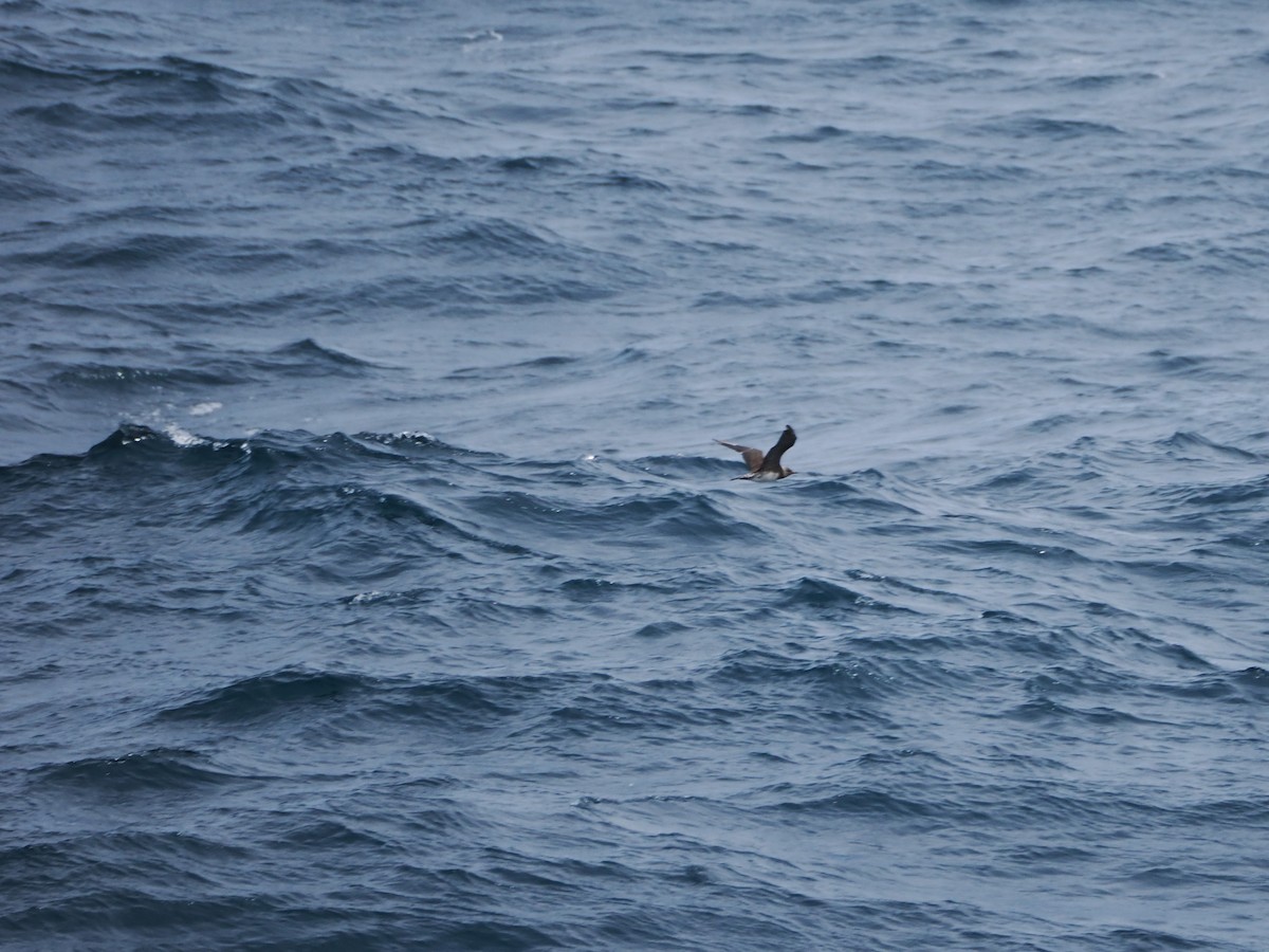 Long-tailed Jaeger - ML646831152