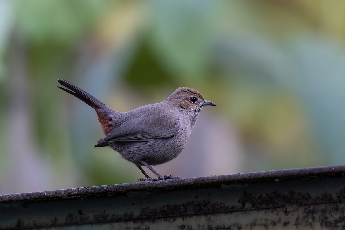 Indian Robin - ML646831154