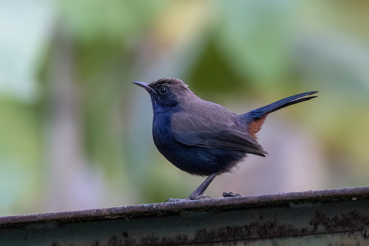 Indian Robin - ML646831155