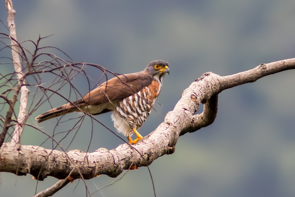Crested Goshawk - ML646831158