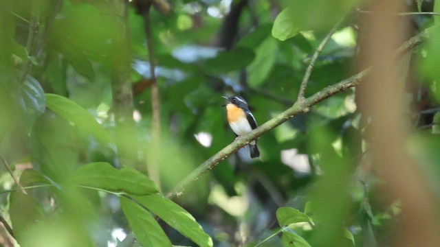 Rufous-chested Flycatcher - ML646831159