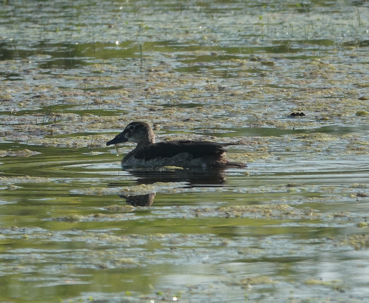 Canard à bosse - ML646831160