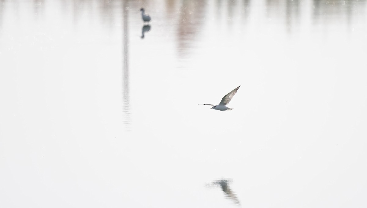 Guifette moustac - ML646831164