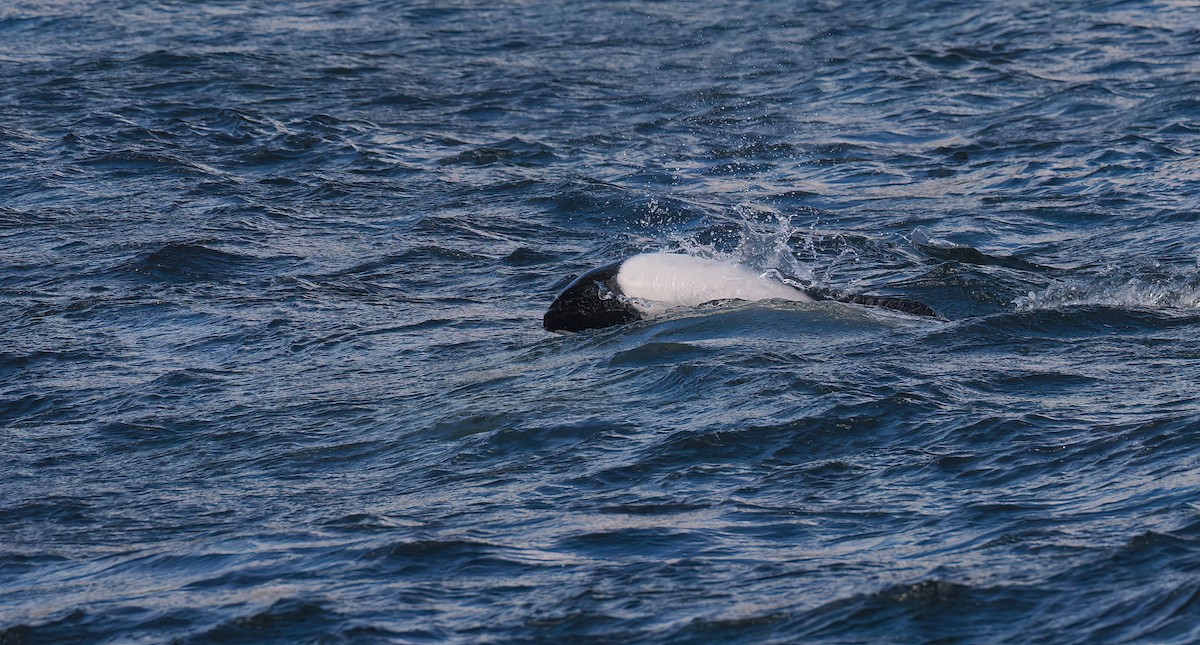 Commerson's Dolphin - ML646831165