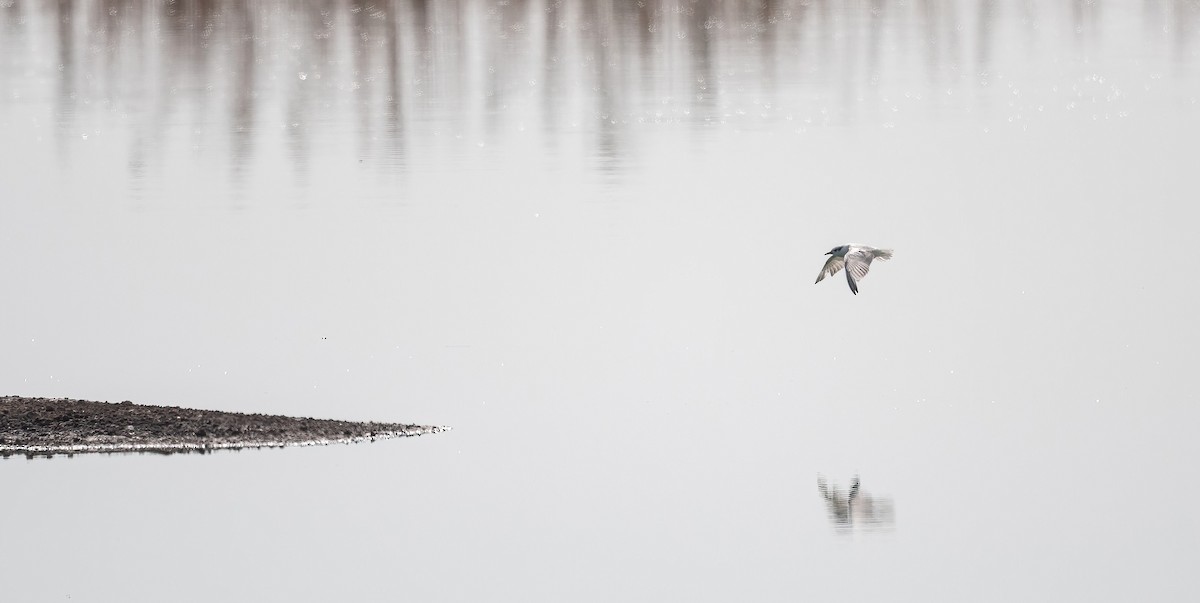 Guifette moustac - ML646831166