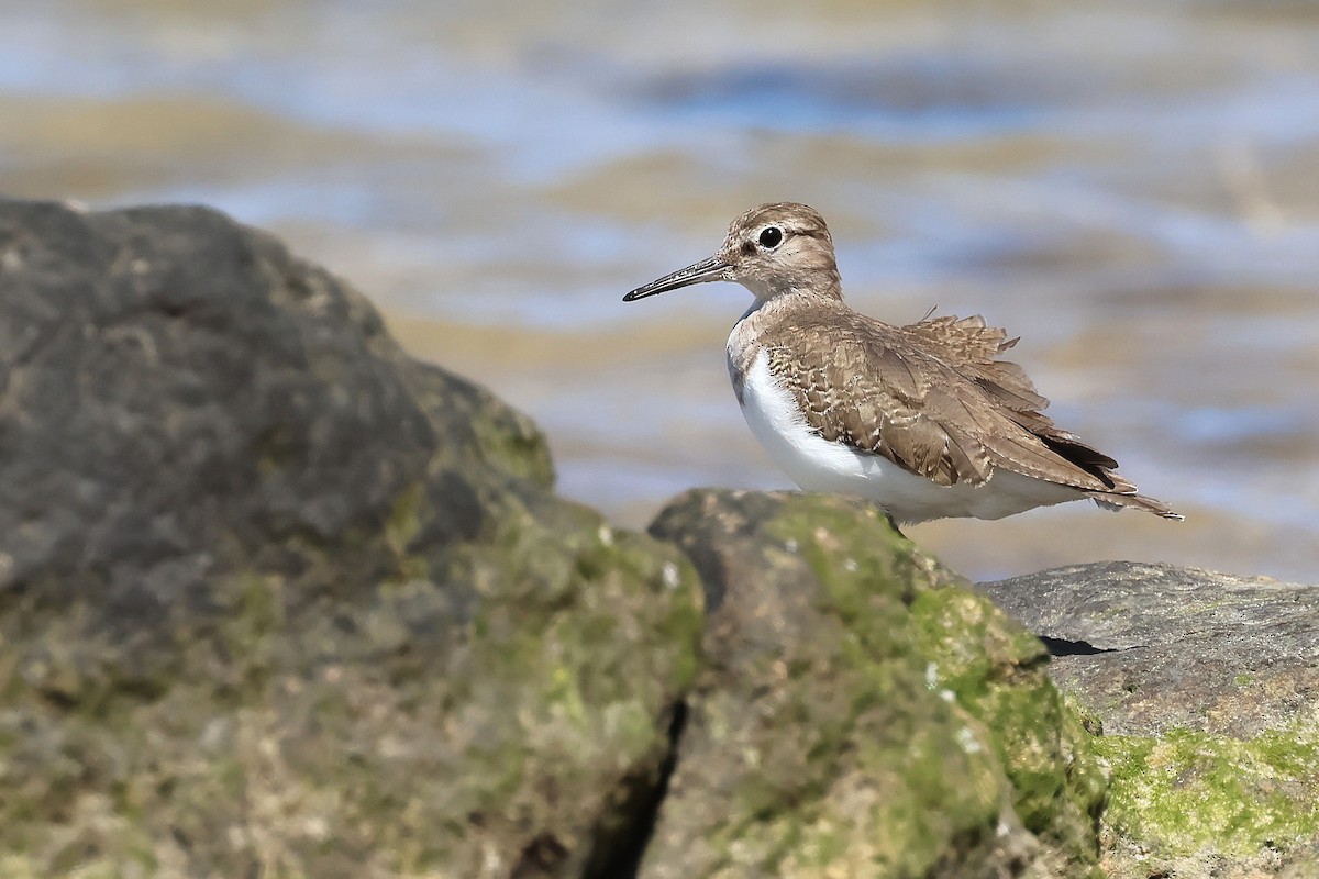 Chevalier guignette - ML646831167