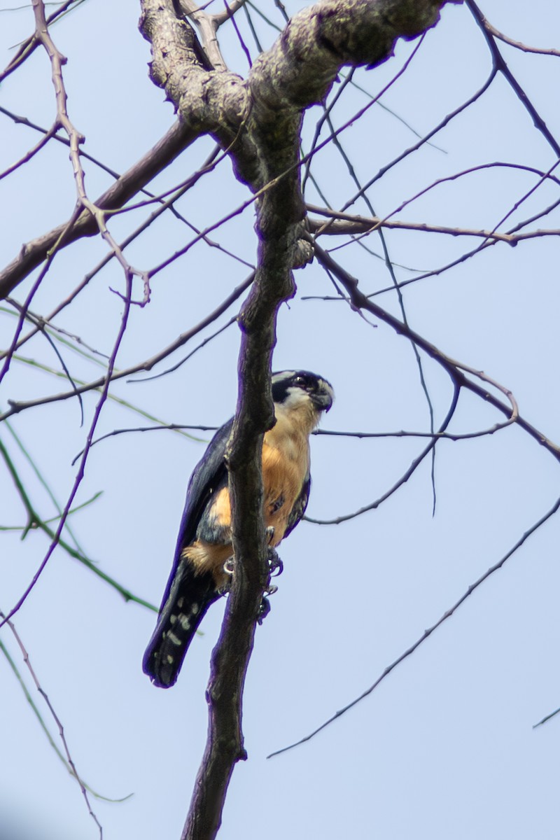 Black-thighed Falconet - ML646831168