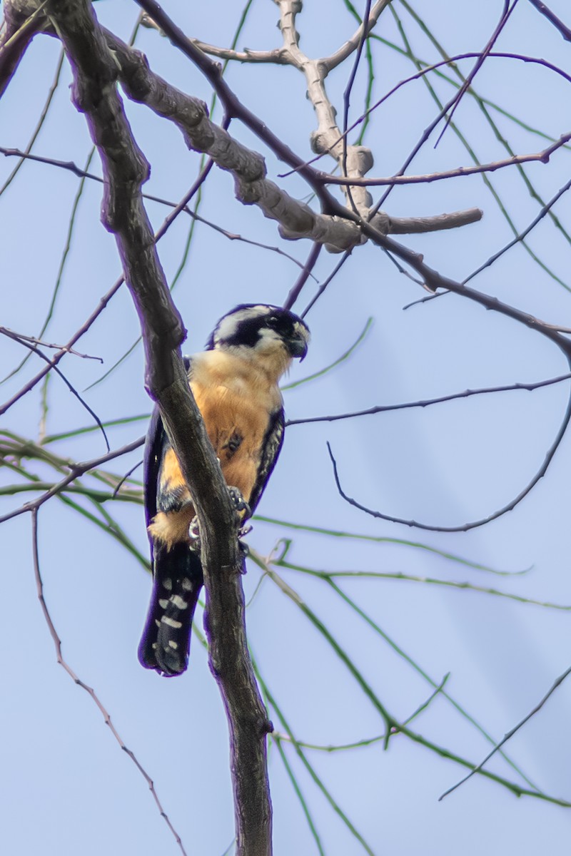 Black-thighed Falconet - ML646831169