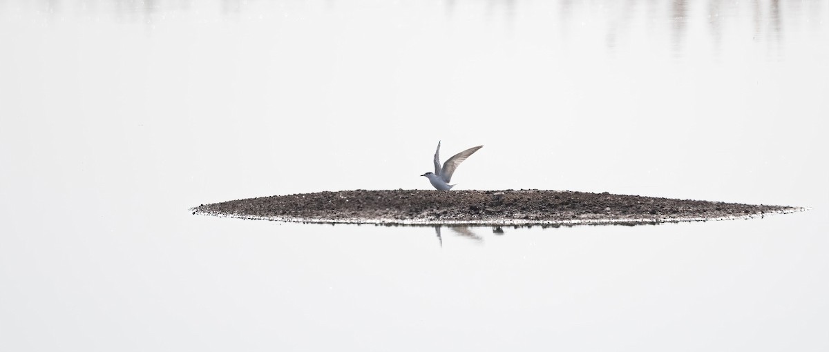 Guifette moustac - ML646831170