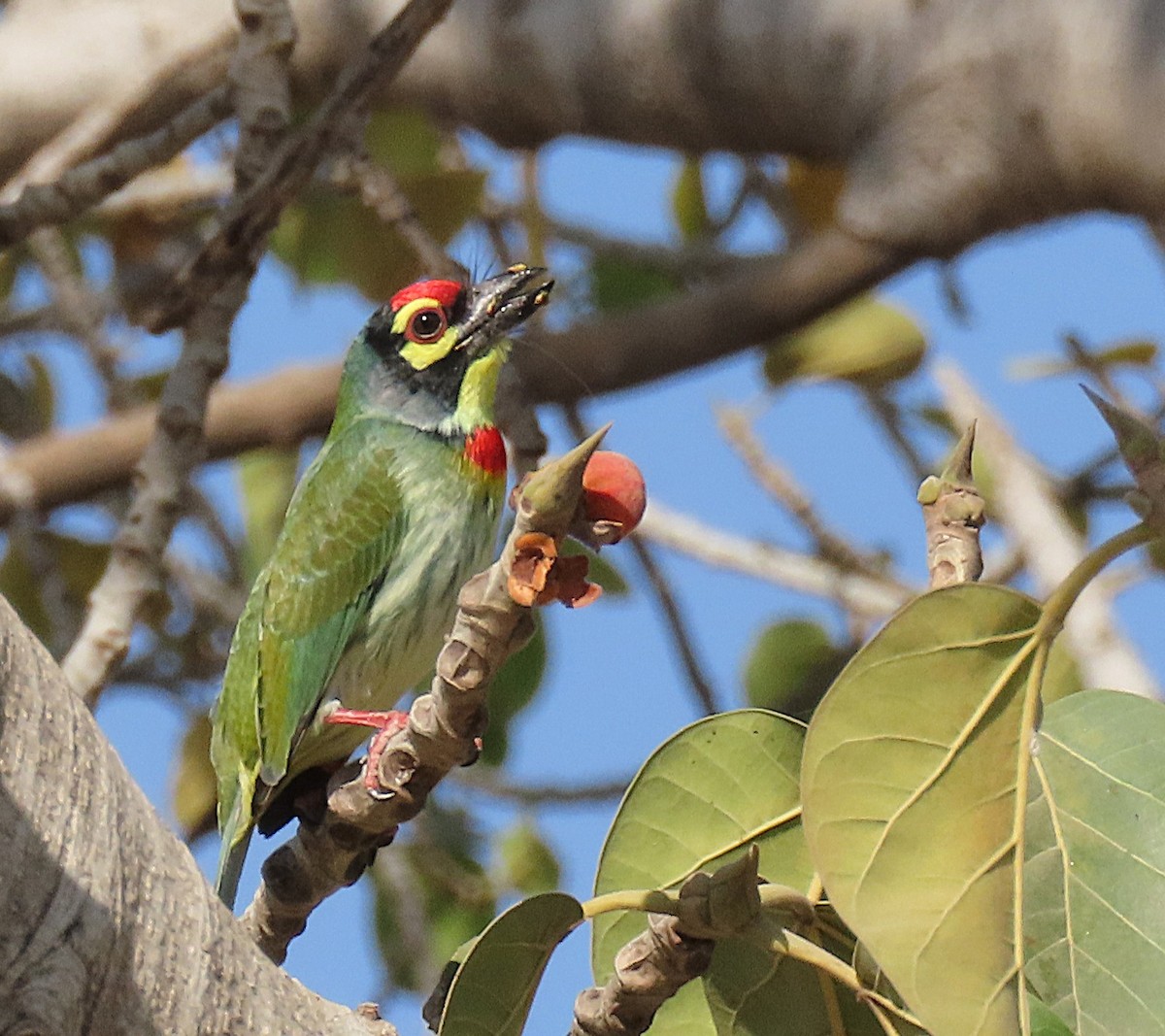 Barbu à plastron rouge - ML646831171