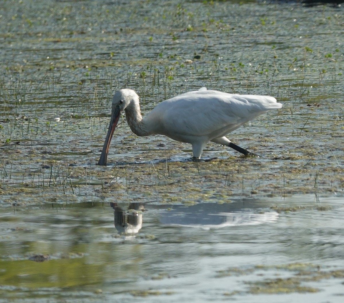 Spatule blanche - ML646831172