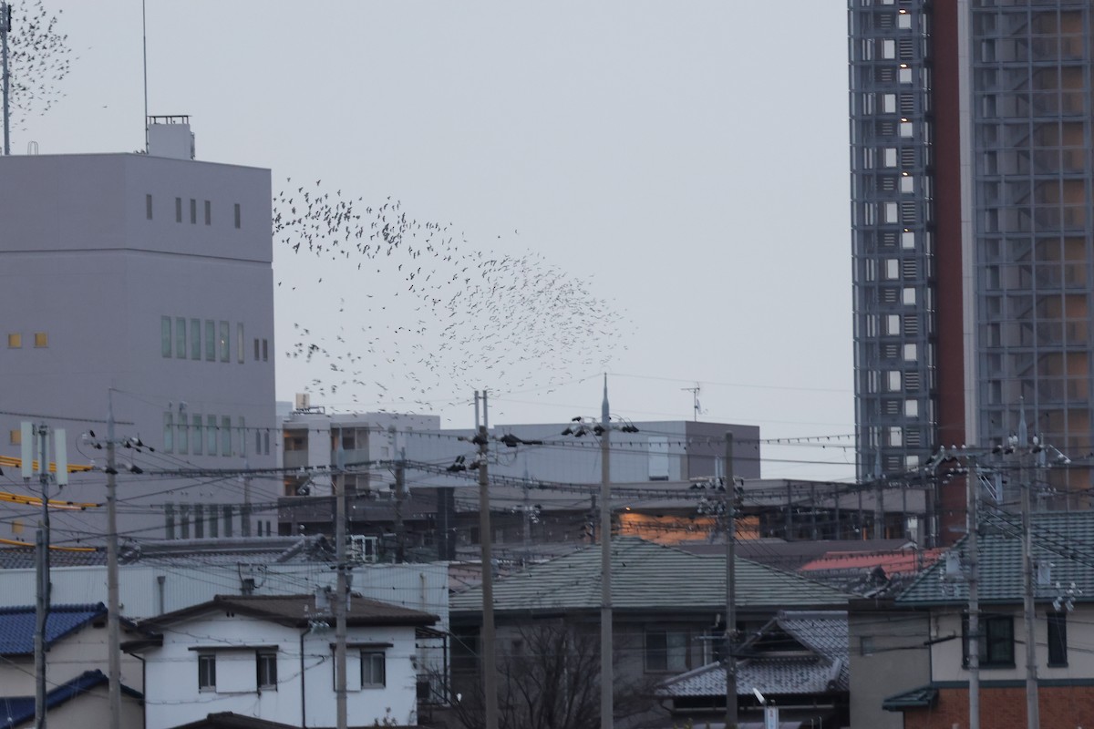 Étourneau gris - ML646831173