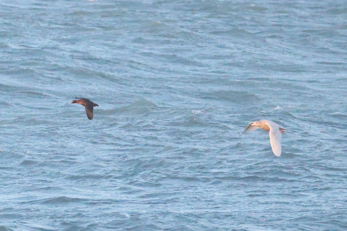 Eider à duvet - ML646831176