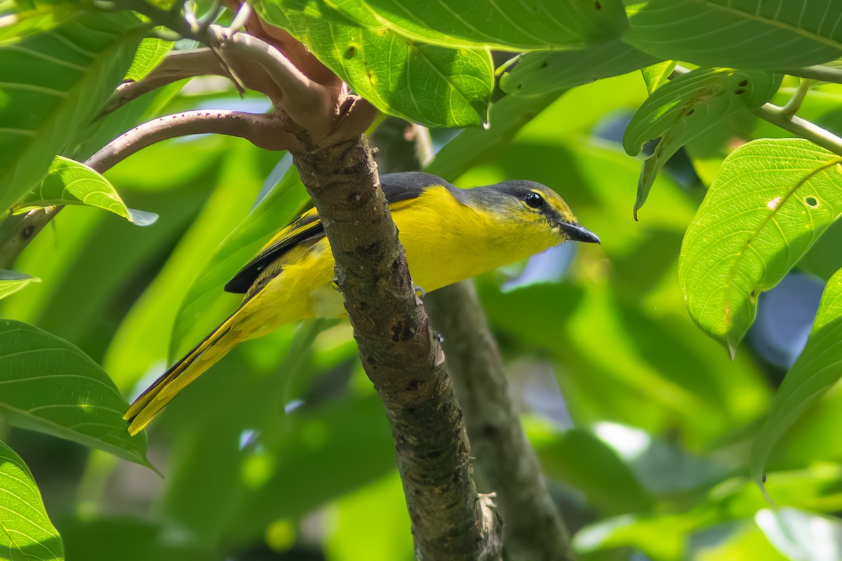 Scarlet Minivet - ML646831177