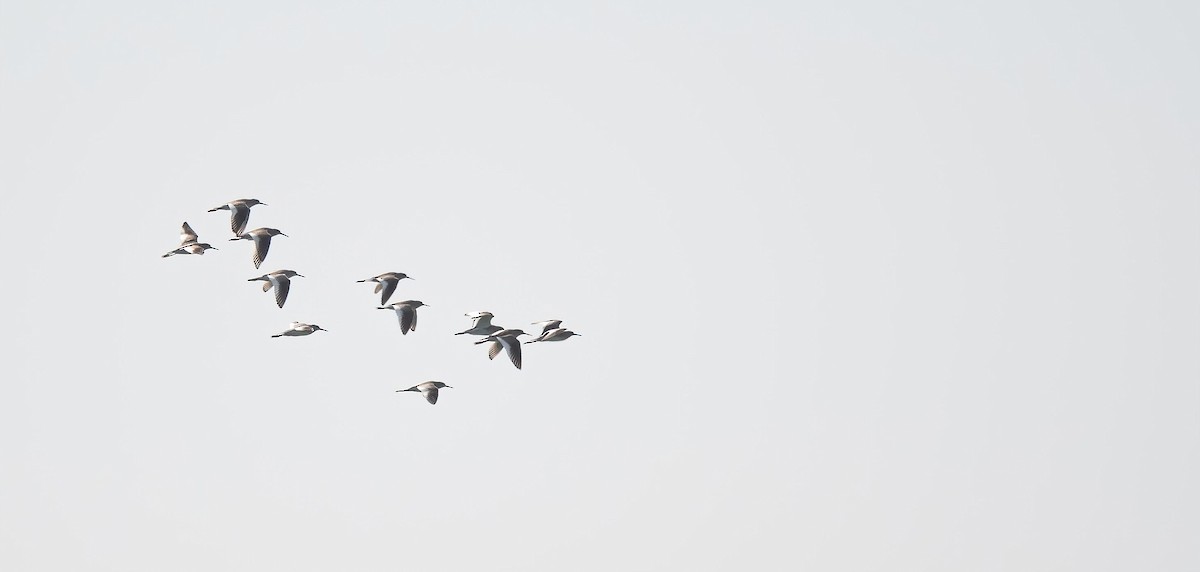 Chevalier gambette - ML646831186