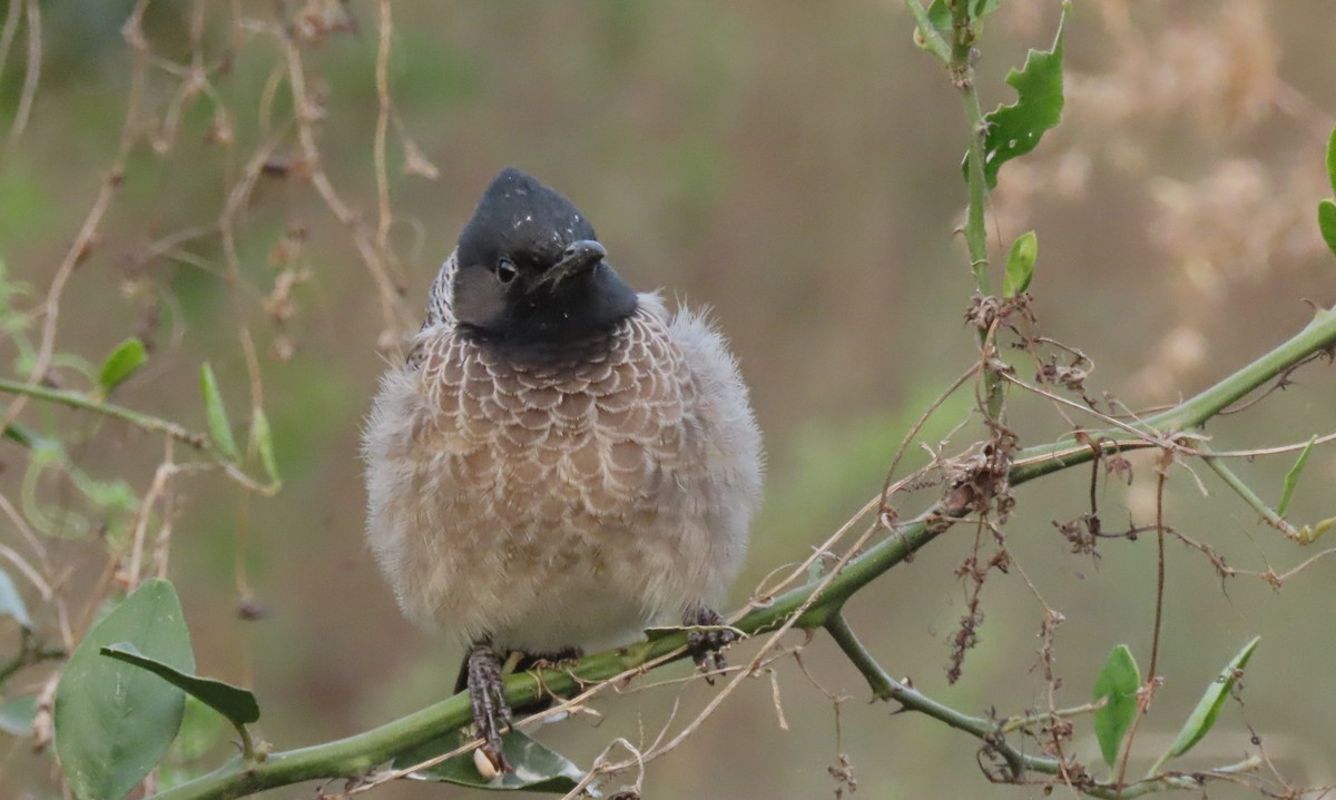 Bulbul à ventre rouge - ML646831187