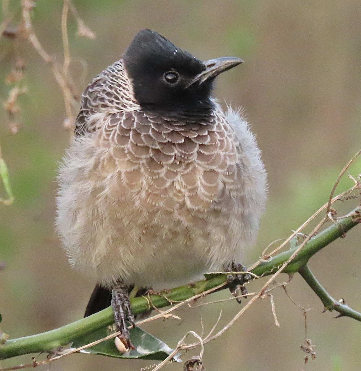 Bulbul à ventre rouge - ML646831188