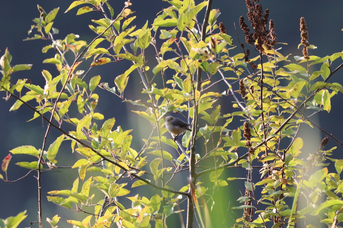 Mito Sastrecillo - ML646831189