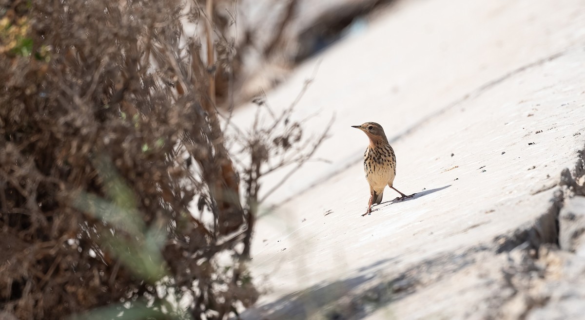 Pipit à gorge rousse - ML646831190