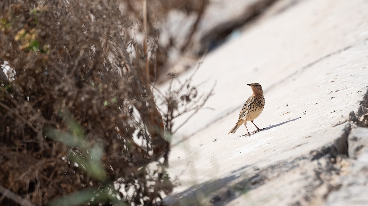 Pipit à gorge rousse - ML646831191