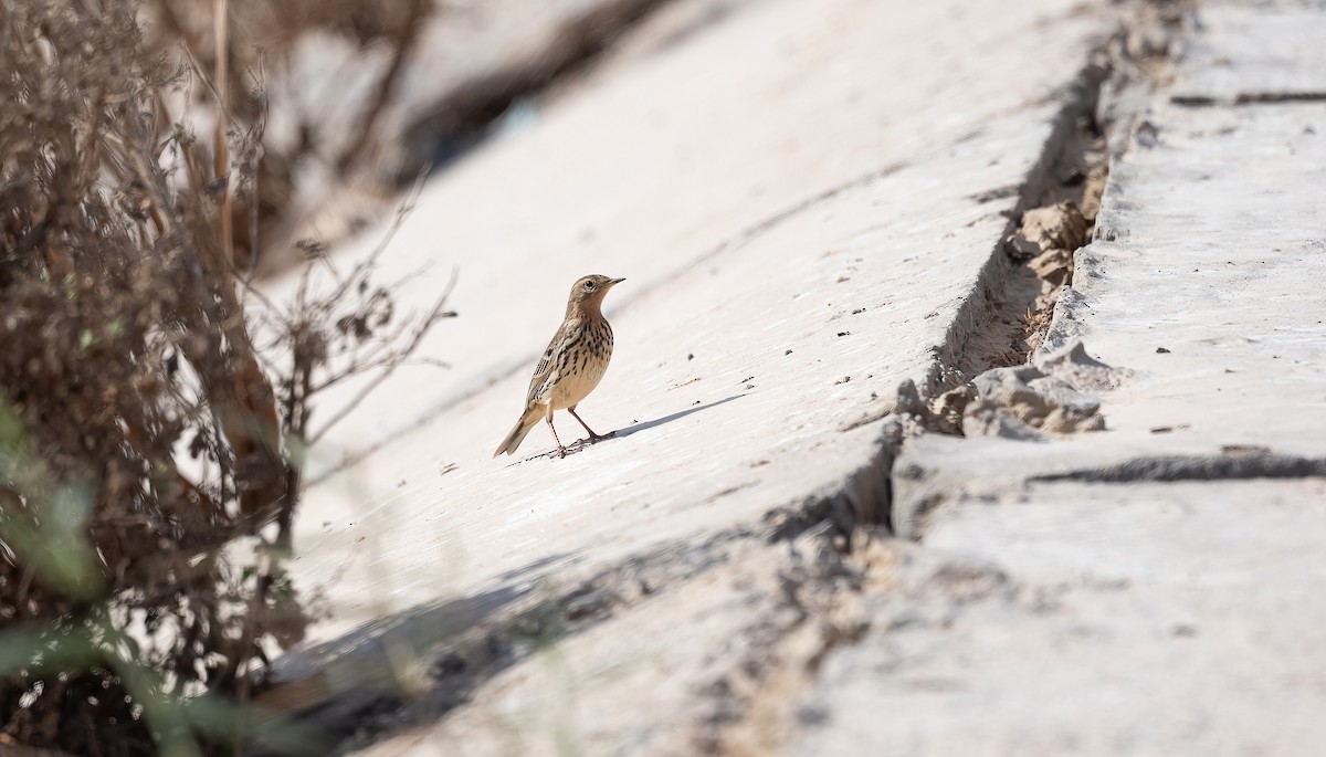 Pipit à gorge rousse - ML646831192