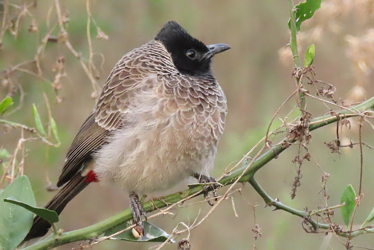 Bulbul à ventre rouge - ML646831194