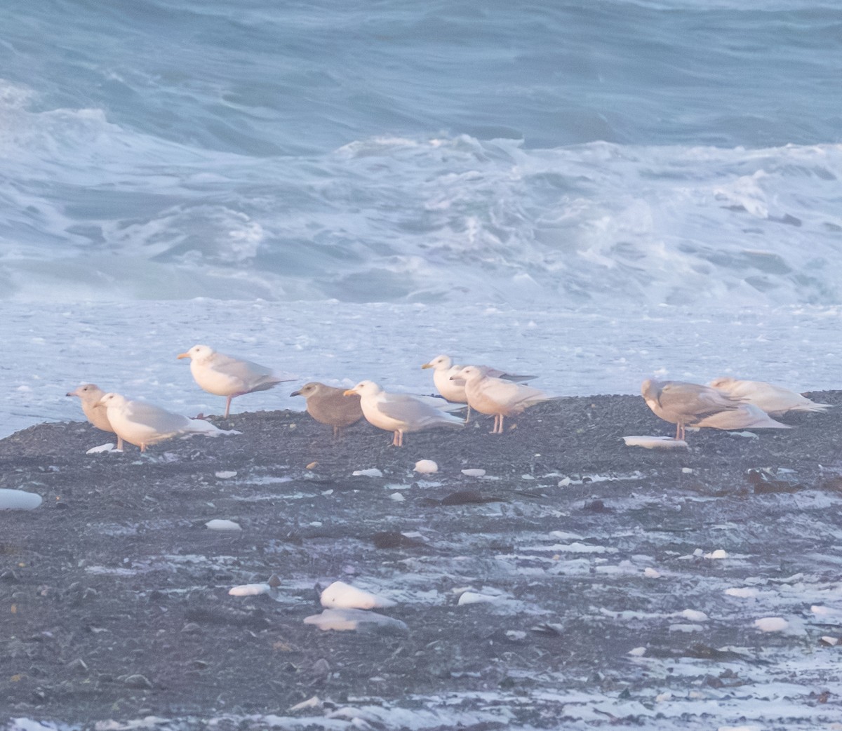 Beringmöwe - ML646831195