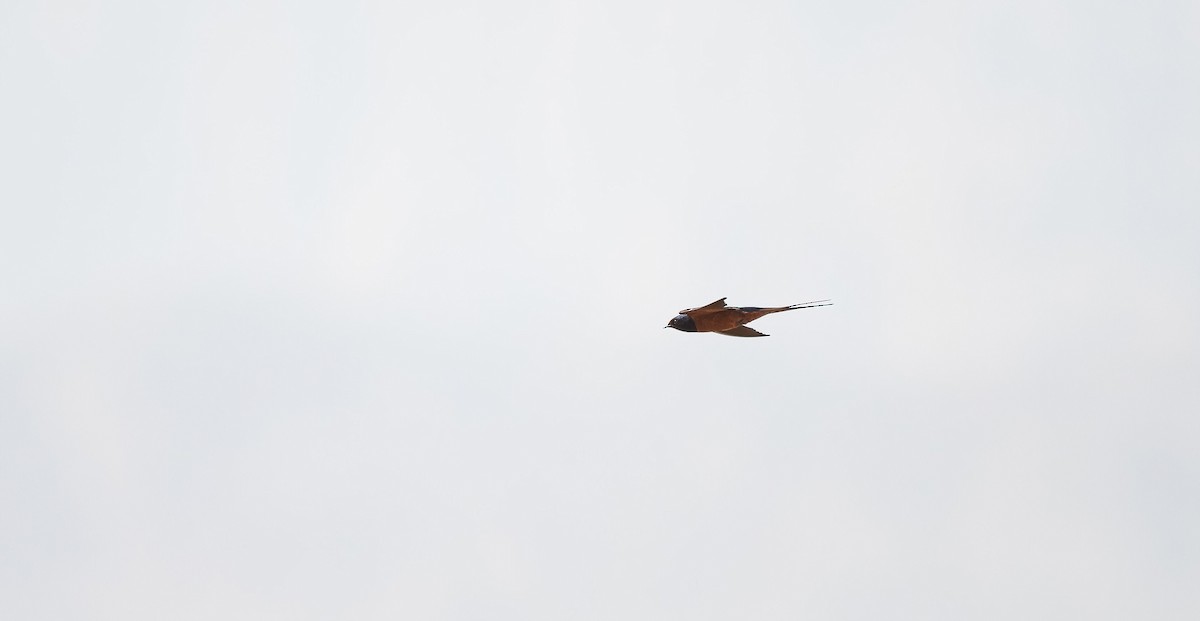 Hirondelle rustique (savignii) - ML646831196