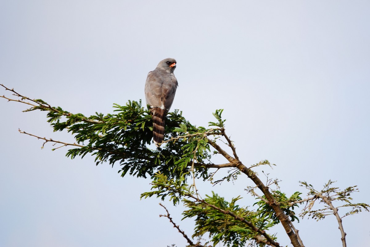 Gabar Çakırı - ML646831197