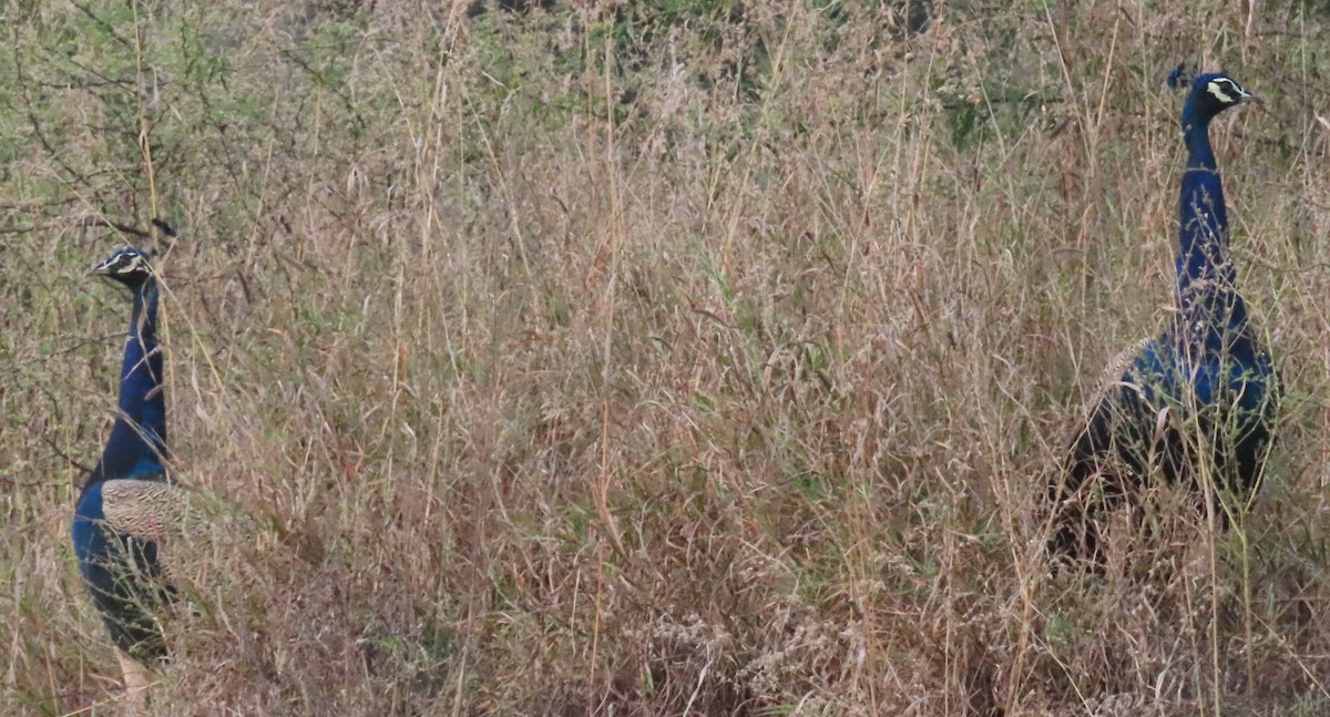 Paon bleu - ML646831198