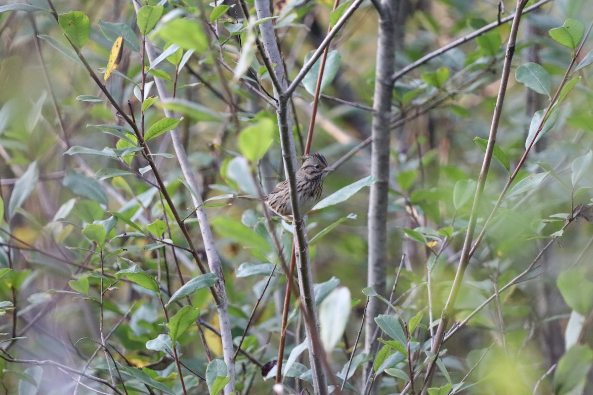 ヒメウタスズメ - ML646831199