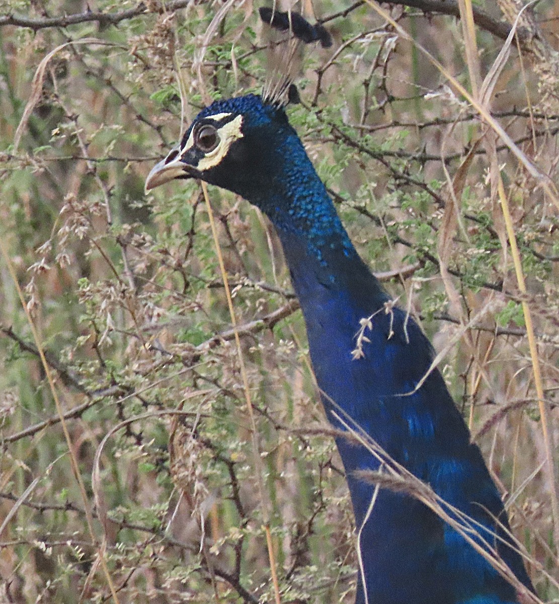 Paon bleu - ML646831200