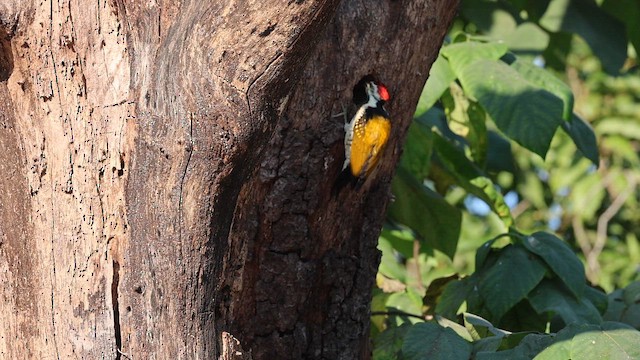 Black-rumped Flameback - ML646831202