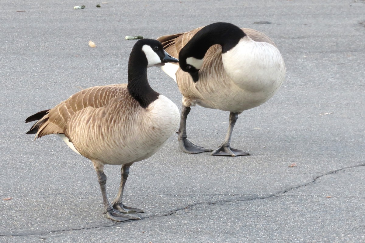 Canada Goose - ML646831205