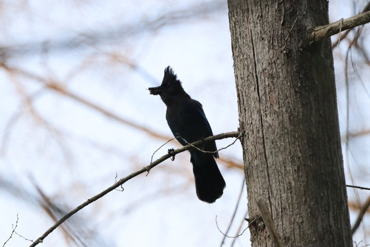 Стеллерова сойка - ML646831206