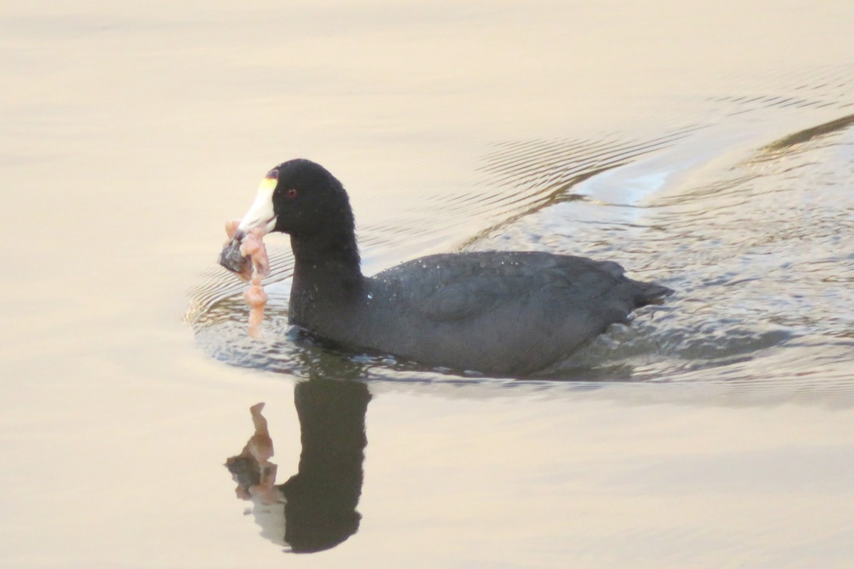 American Coot - ML646831207