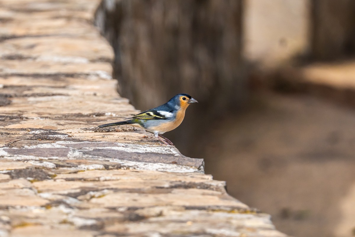 Canary Islands Chaffinch - ML646831208