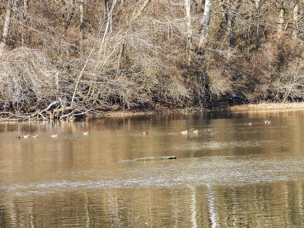 Boz Ördek - ML646831209