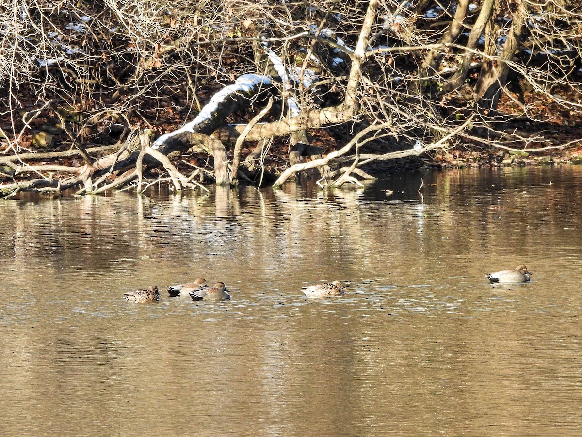 Boz Ördek - ML646831210