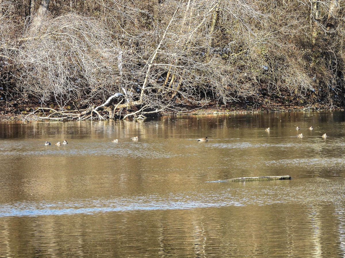 Boz Ördek - ML646831211