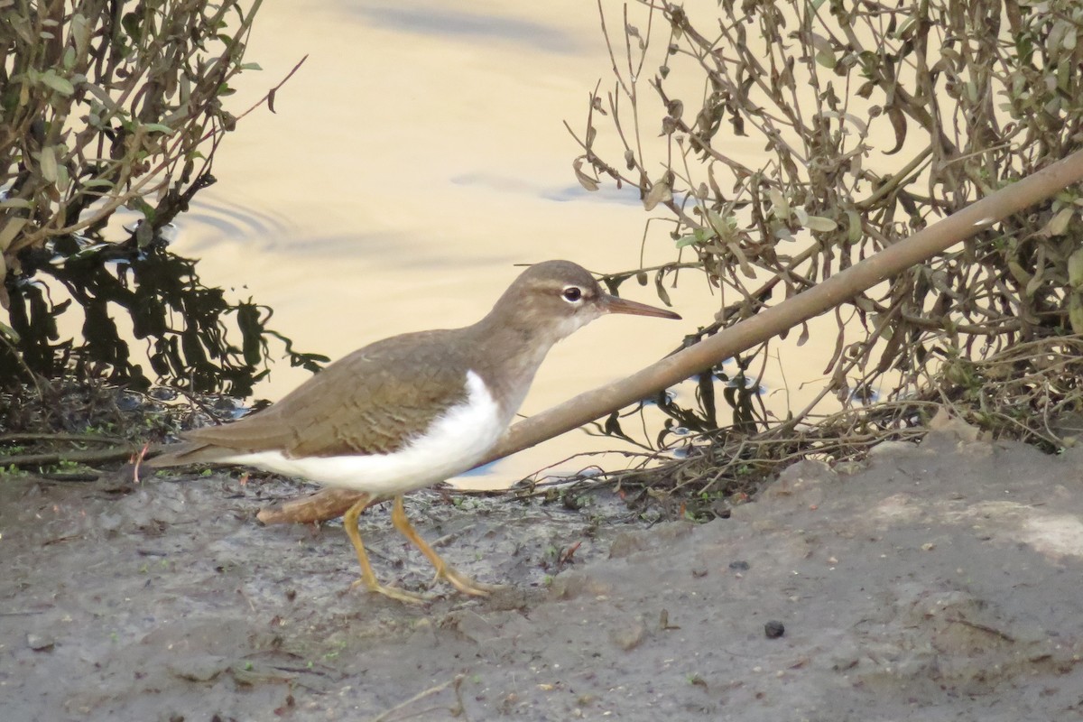 Spotted Sandpiper - ML646831212