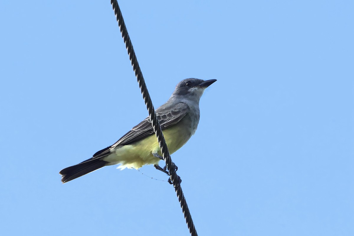 Kayalık Dağları Tiranı - ML646831213