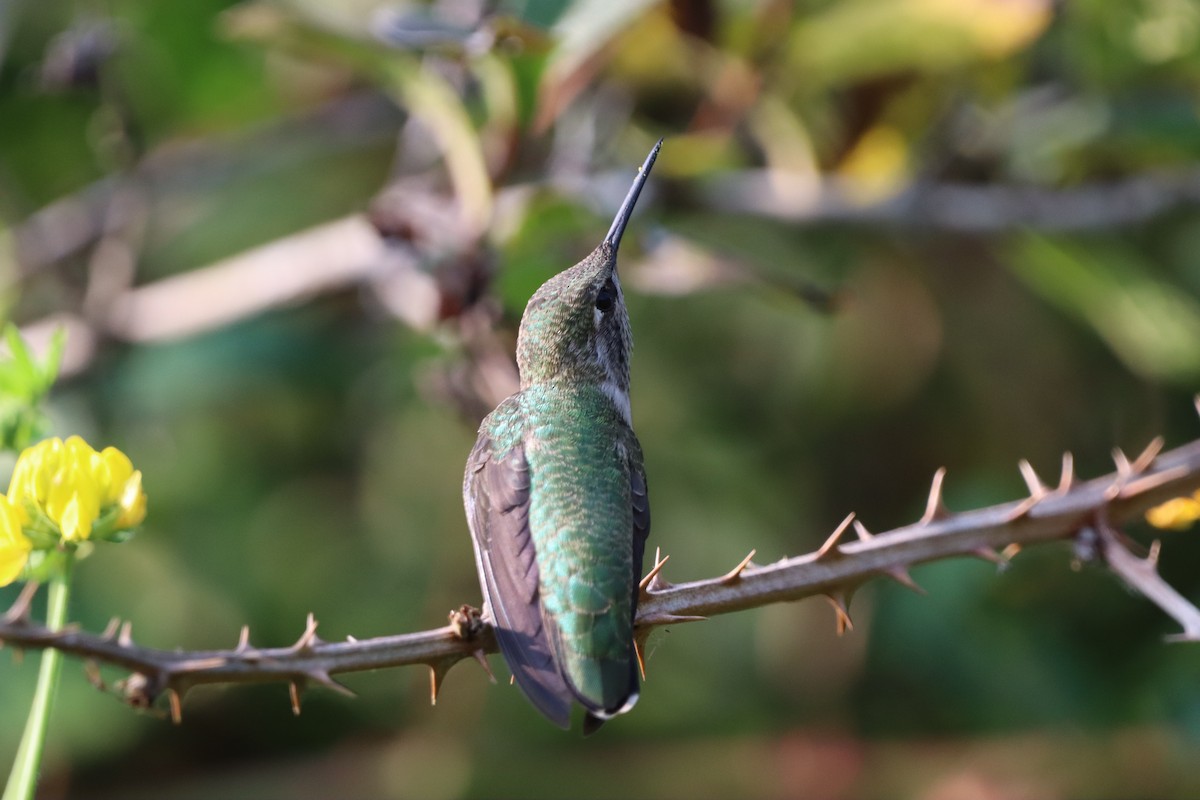 Anna's Hummingbird - ML646831214