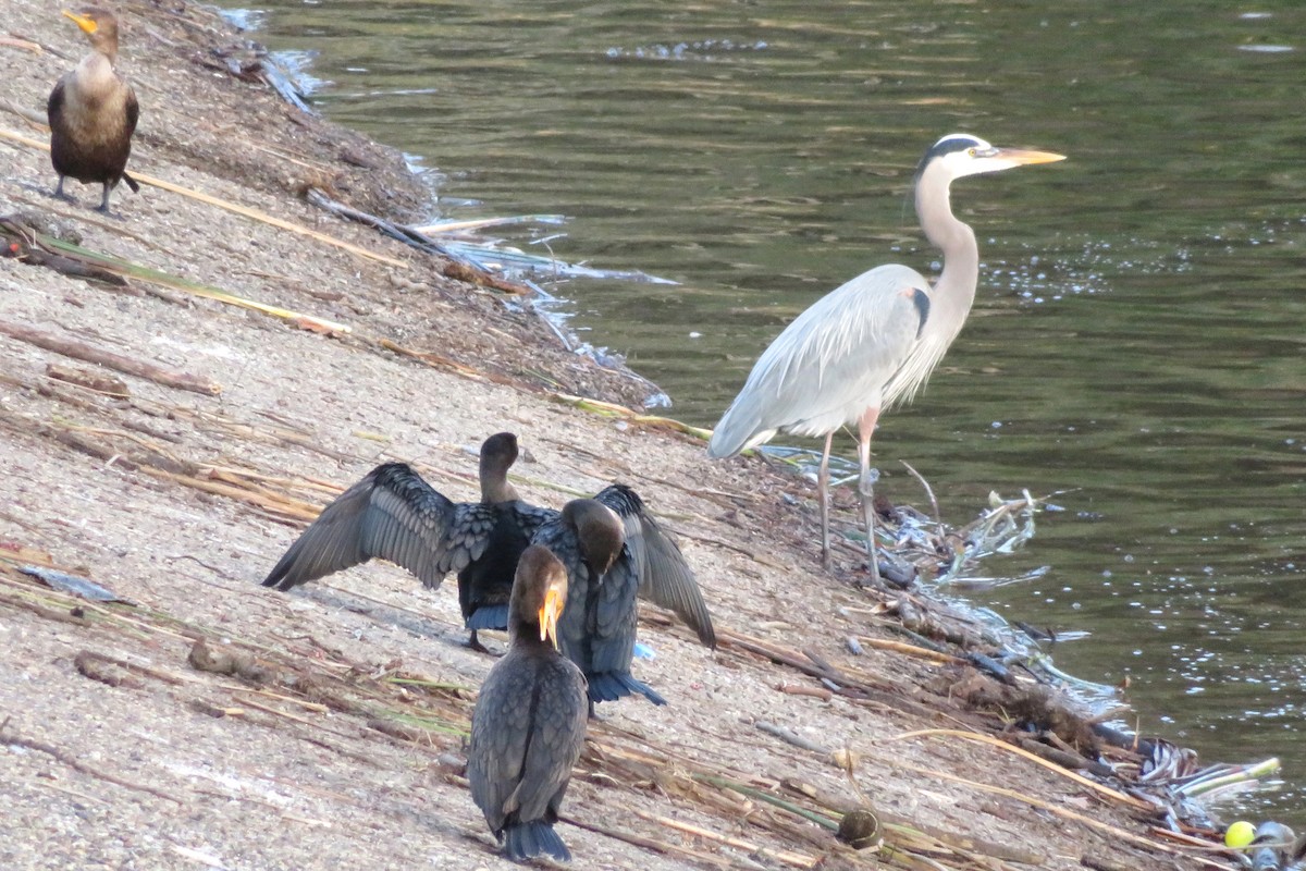 Great Blue Heron - ML646831215