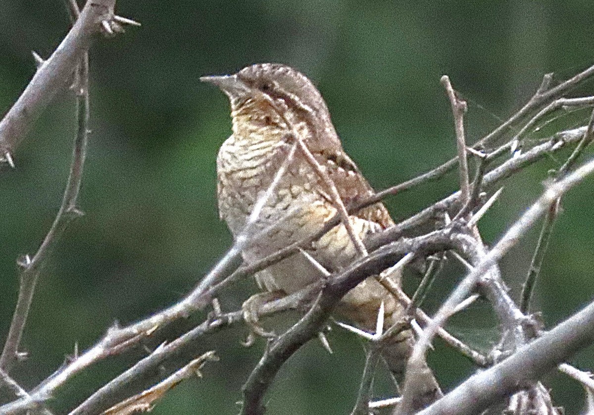 Eurasian Wryneck - ML646831216