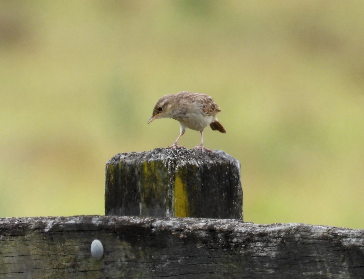 Rufous Songlark - ML646831217