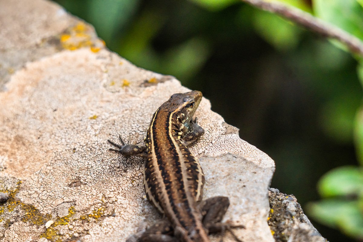 ニシカナリアカナヘビ - ML646831220