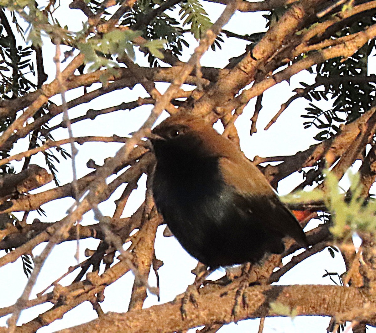 Indian Robin - ML646831221