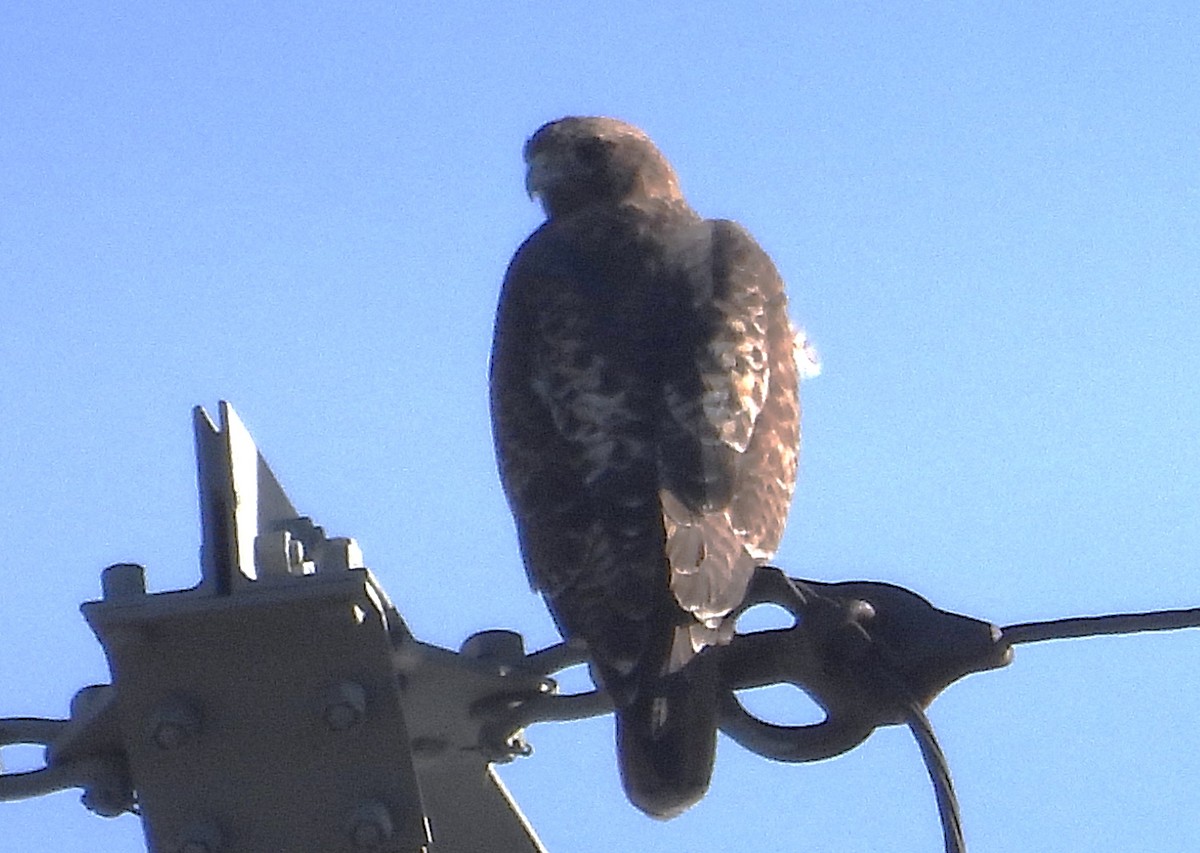 Red-tailed Hawk - ML646831222
