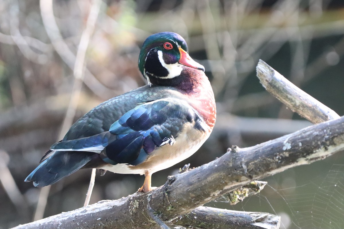 Wood Duck - ML646831224